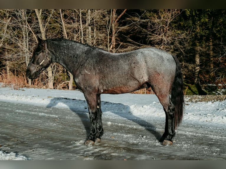 Frison Hongre 4 Ans 168 cm Rouan Bleu in Warsaw