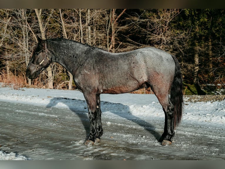 Frison Hongre 4 Ans 168 cm Rouan Bleu in Warsaw