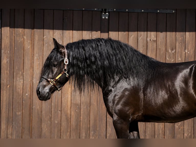 Frison Hongre 4 Ans 170 cm Noir in Poznań