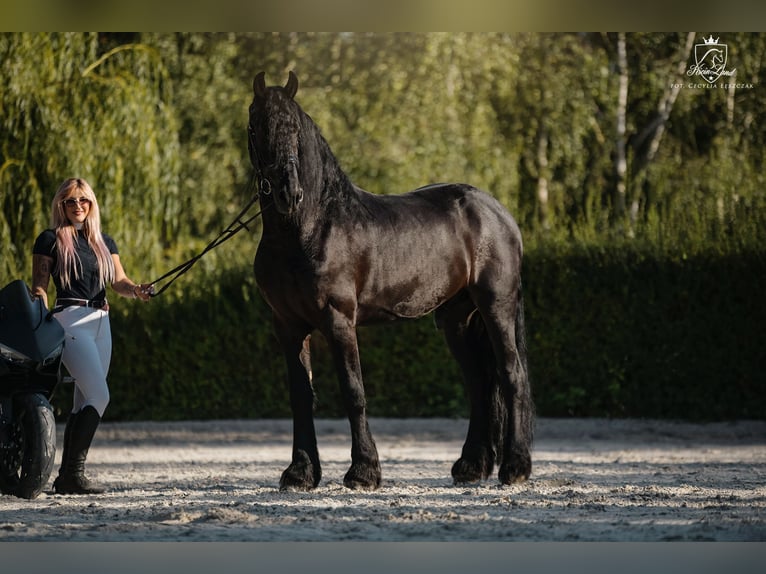 Frison Hongre 4 Ans 170 cm Noir in Poznań