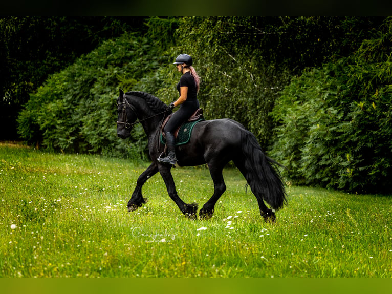 Frison Hongre 4 Ans 170 cm Noir in Poznań