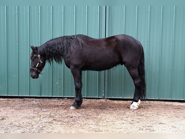 Frison Croisé Hongre 4 Ans 170 cm Noir in Warsaw