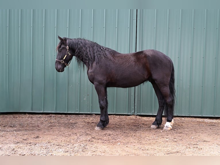 Frison Croisé Hongre 4 Ans 170 cm Noir in Warsaw