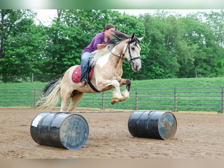 Frison Croisé Hongre 4 Ans Buckskin in Millersburg
