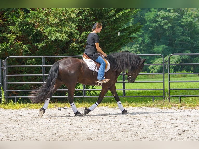 Frison Hongre 4 Ans Noir in New Holland