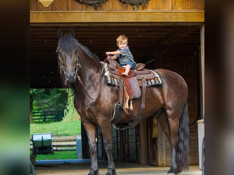 Frison Hongre 4 Ans Noir in New Holland