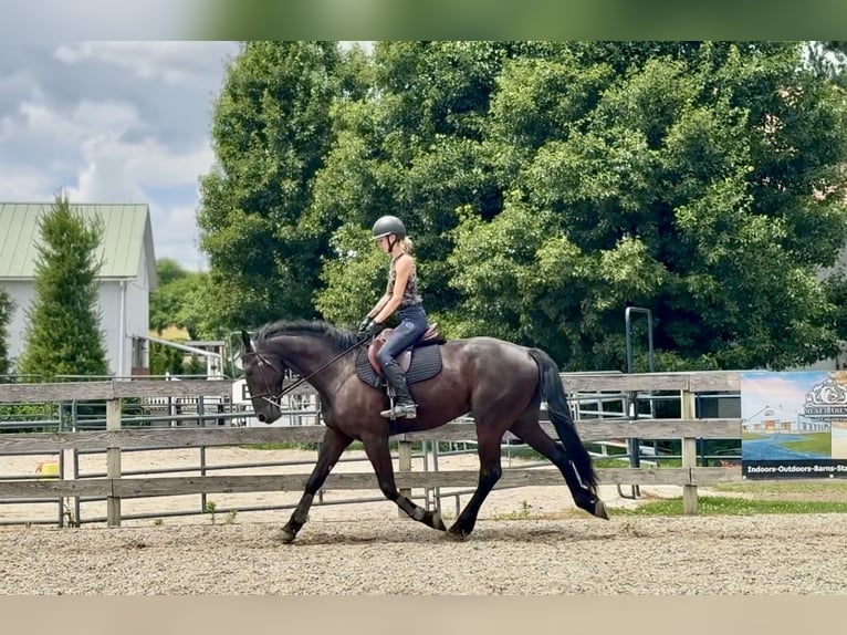 Frison Croisé Hongre 4 Ans Noir in Gap