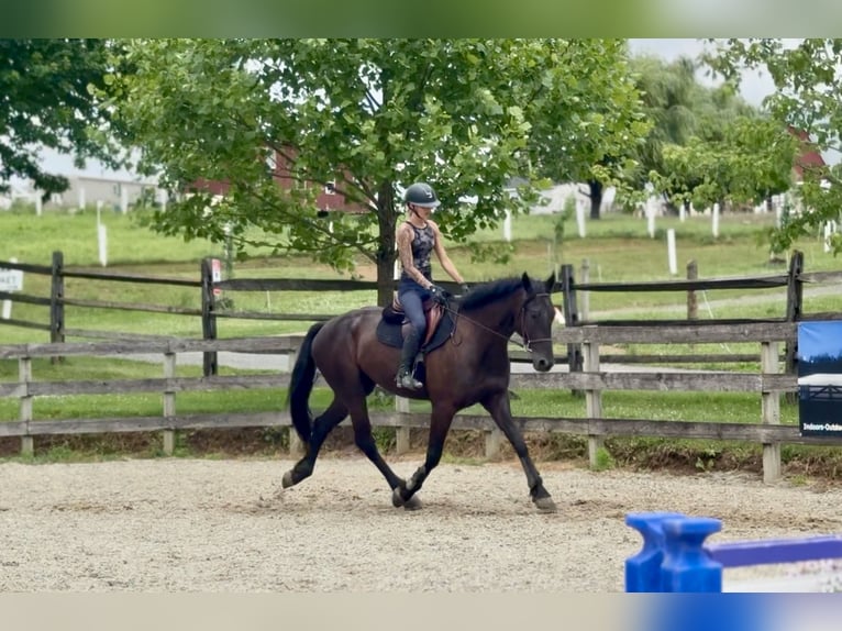 Frison Croisé Hongre 4 Ans Noir in Gap