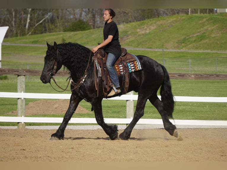 Frison Croisé Hongre 4 Ans Noir in Fresno