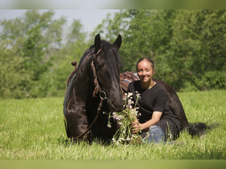 Frison Croisé Hongre 4 Ans Noir in Fresno