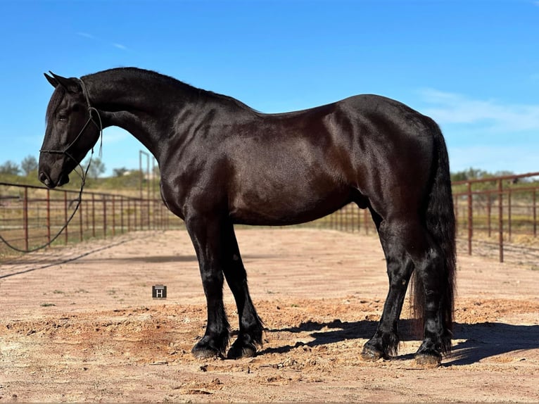 Frison Hongre 4 Ans Noir in Jacksboro TX