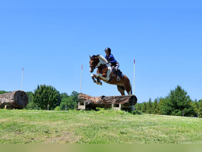 Frison Hongre 4 Ans Pinto in Gap
