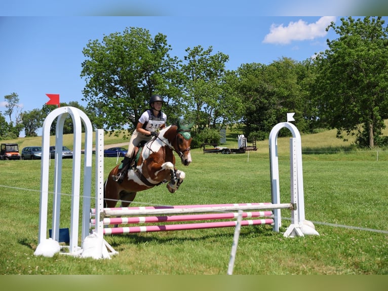 Frison Hongre 4 Ans Pinto in Gap