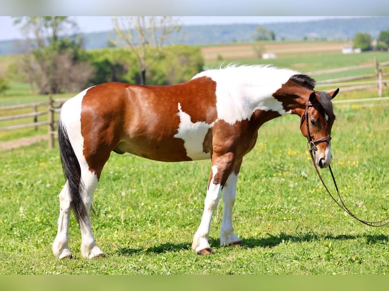 Frison Hongre 4 Ans Pinto in Gap