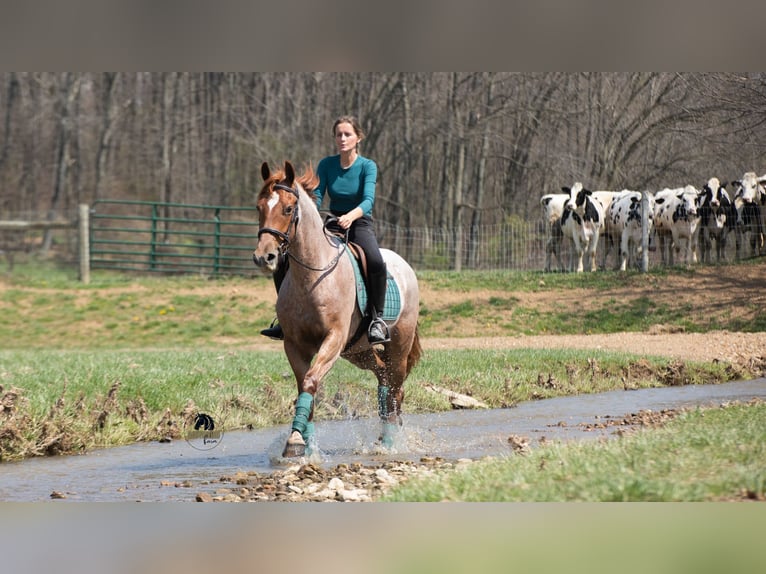 Frison Croisé Hongre 4 Ans Rouan Rouge in Fredericksburg, OH