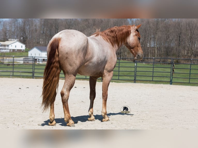 Frison Croisé Hongre 4 Ans Rouan Rouge in Fredericksburg, OH