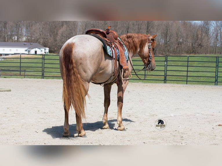 Frison Croisé Hongre 4 Ans Rouan Rouge in Fredericksburg, OH