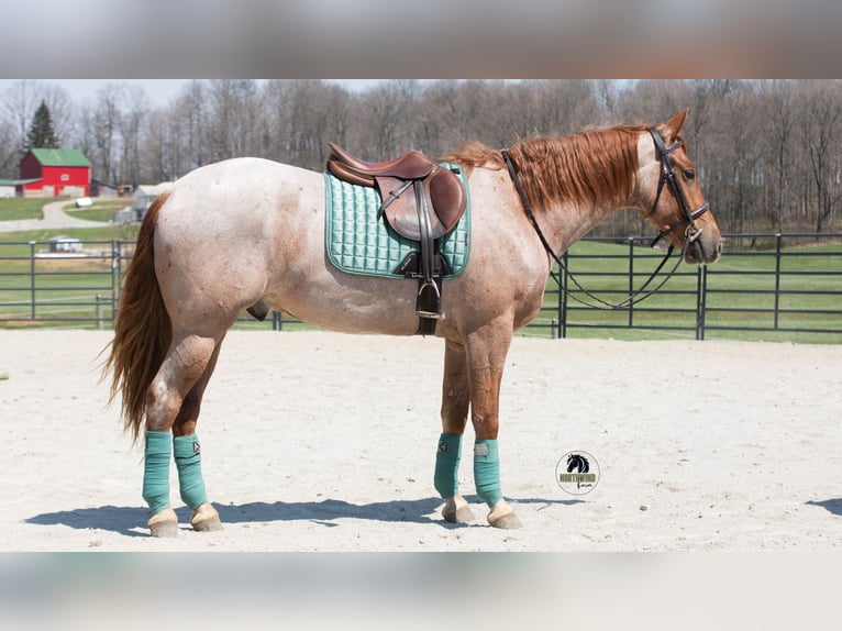 Frison Croisé Hongre 4 Ans Rouan Rouge in Fredericksburg, OH