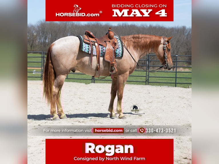 Frison Croisé Hongre 4 Ans Rouan Rouge in Fredericksburg, OH