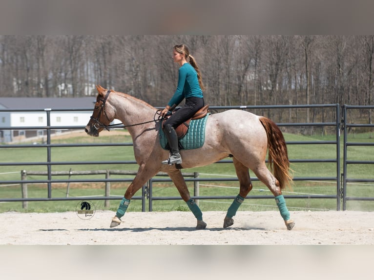 Frison Croisé Hongre 4 Ans Rouan Rouge in Fredericksburg, OH