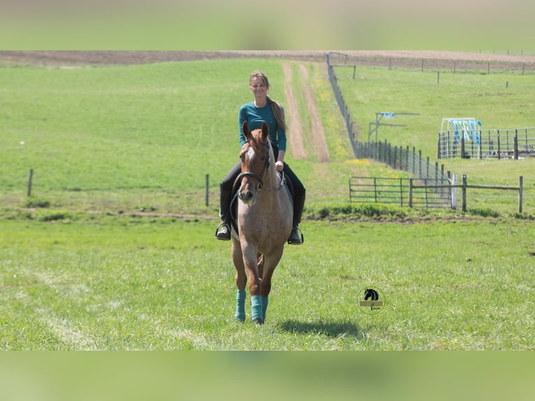 Frison Croisé Hongre 4 Ans Rouan Rouge in Fredericksburg, OH
