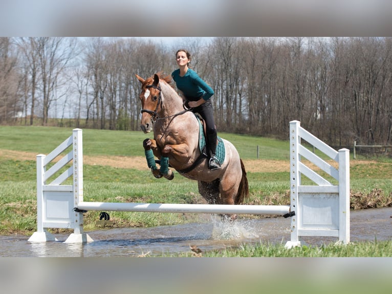 Frison Croisé Hongre 4 Ans Rouan Rouge in Fredericksburg, OH