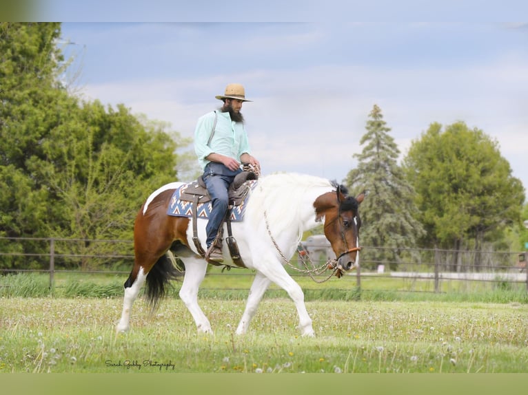 Frison Hongre 4 Ans Tobiano-toutes couleurs in INdependence IA