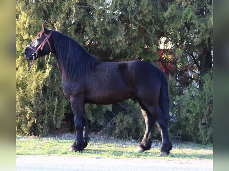 Frison Croisé Hongre 5 Ans 145 cm Noir in Békés