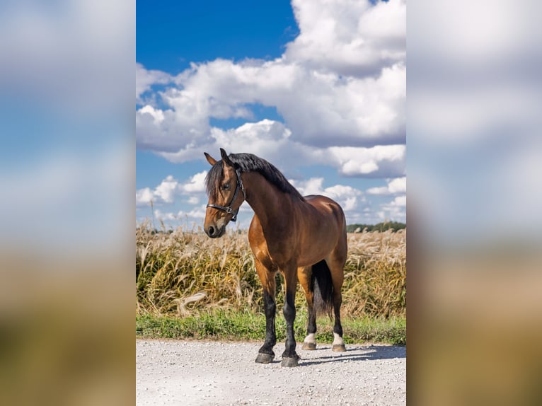 Frison Hongre 5 Ans 150 cm Bai cerise in Ames