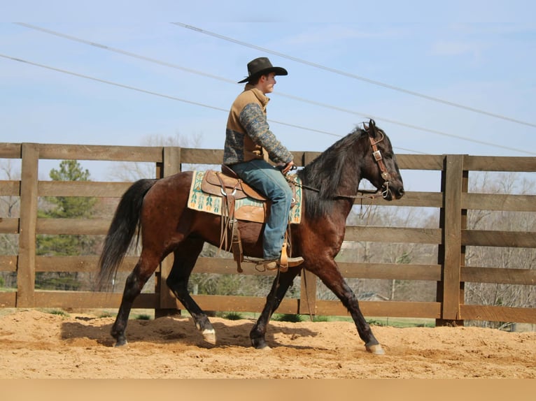 Frison Hongre 5 Ans 150 cm Bai cerise in Cherryville