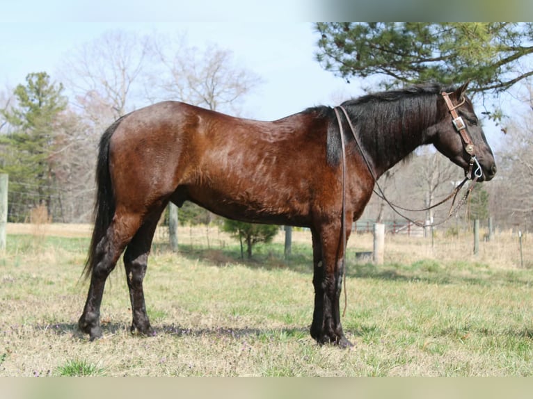 Frison Hongre 5 Ans 150 cm Bai cerise in Cherryville