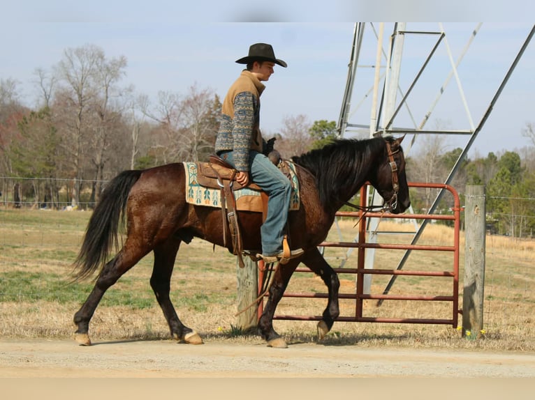 Frison Hongre 5 Ans 150 cm Bai cerise in Cherryville
