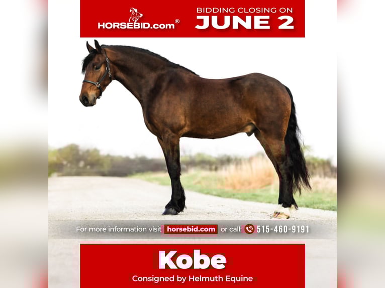 Frison Hongre 5 Ans 150 cm Bai cerise in Ames, IA