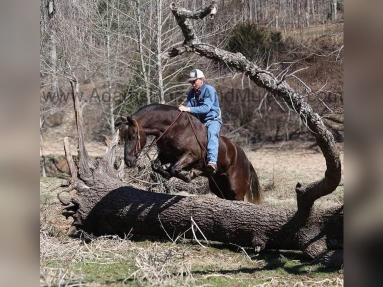 Frison Hongre 5 Ans 152 cm Bai in Mount Vernon