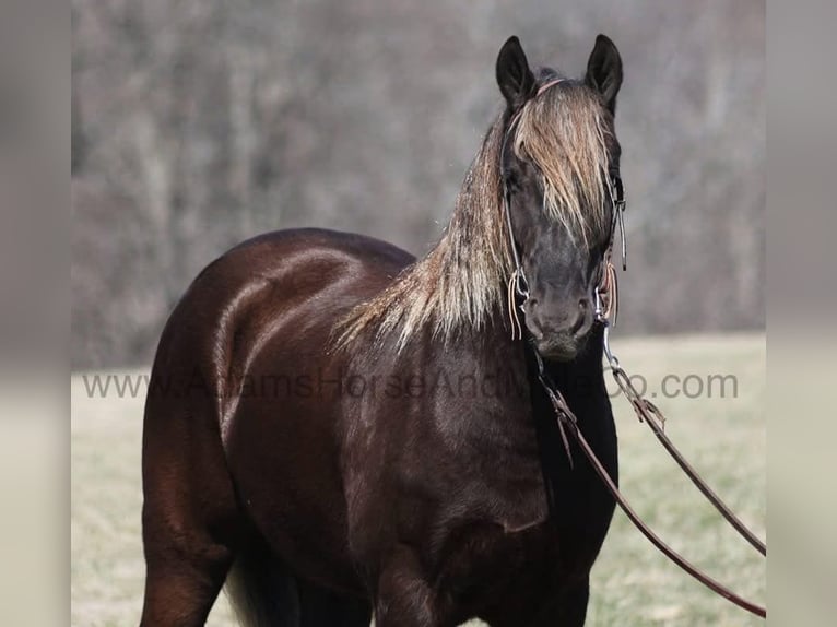 Frison Hongre 5 Ans 152 cm Bai in Mount Vernon