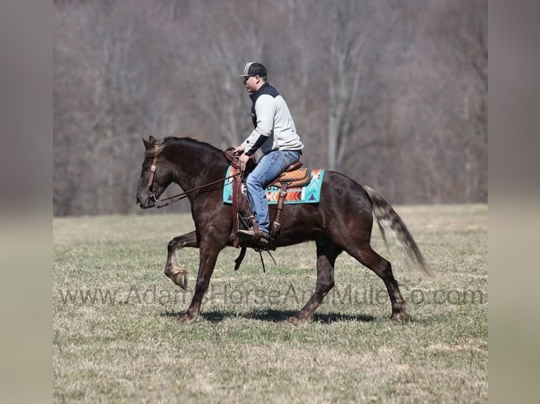 Frison Hongre 5 Ans 152 cm Bai in Mount Vernon