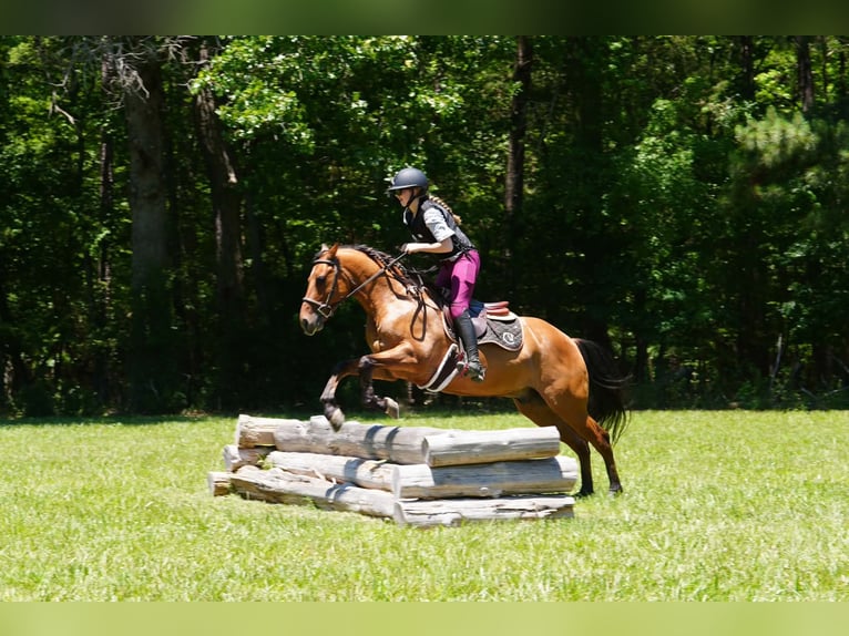 Frison Croisé Hongre 5 Ans 152 cm Buckskin in Clover