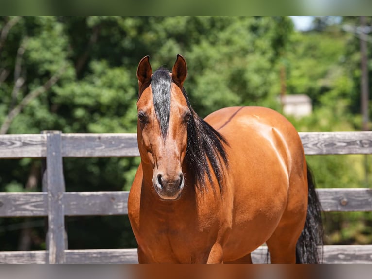 Frison Croisé Hongre 5 Ans 152 cm Buckskin in Clover