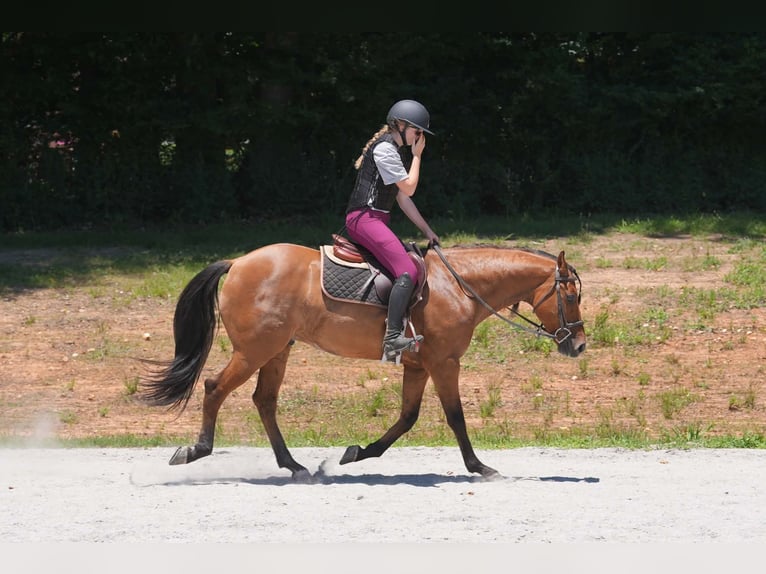 Frison Croisé Hongre 5 Ans 152 cm Buckskin in Clover