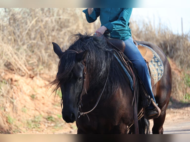 Frison Croisé Hongre 5 Ans 152 cm Noir in Ripley