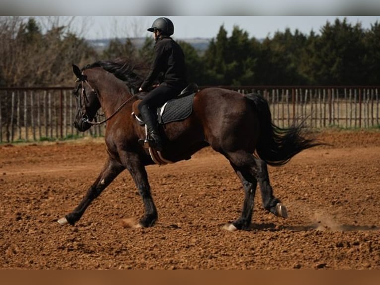 Frison Croisé Hongre 5 Ans 152 cm Noir in Ripley