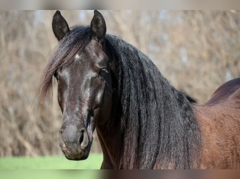 Frison Croisé Hongre 5 Ans 152 cm Noir in Ripley