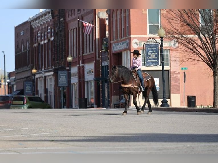 Frison Croisé Hongre 5 Ans 152 cm Noir in Ripley