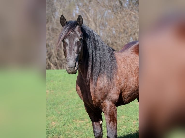 Frison Croisé Hongre 5 Ans 152 cm Noir in Ripley
