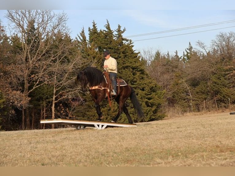 Frison Croisé Hongre 5 Ans 152 cm Noir in Ripley