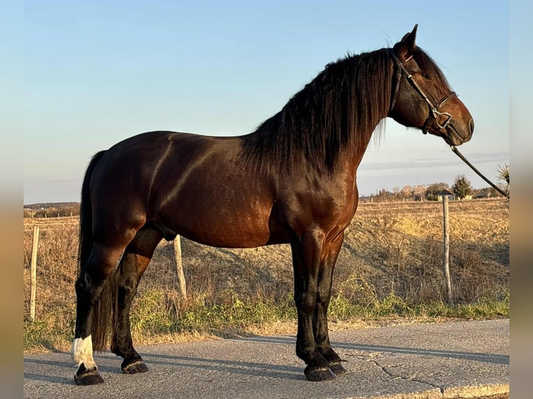 Frison Croisé Hongre 5 Ans 153 cm in Szarvas