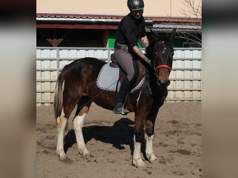 Frison Croisé Hongre 5 Ans 155 cm Bai brun in Buttstädt