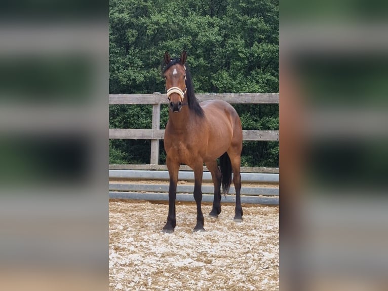 Frison Croisé Hongre 5 Ans 155 cm Bai brun in Weilbach