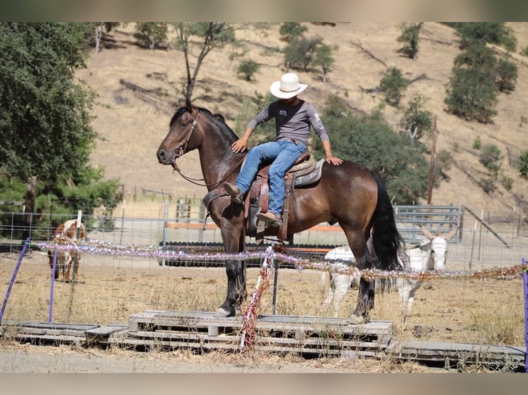 Frison Hongre 5 Ans 155 cm Bai cerise in Paicines CA
