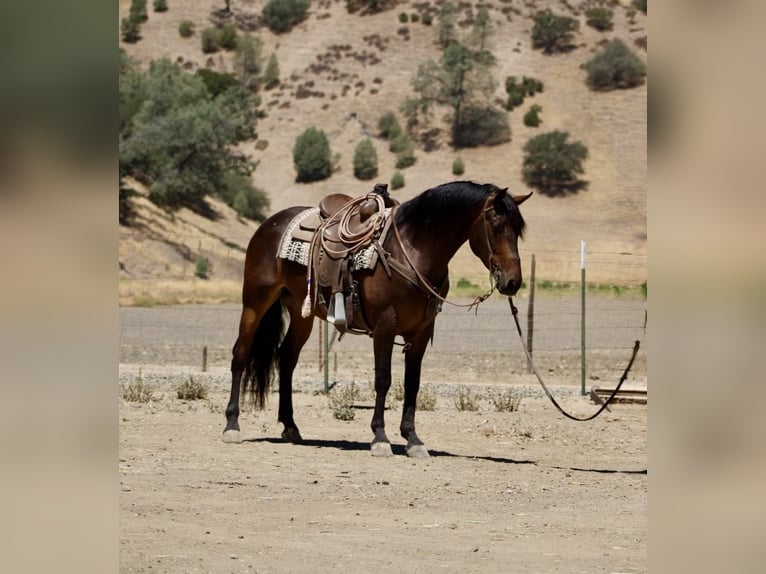 Frison Hongre 5 Ans 155 cm Bai cerise in Paicines CA